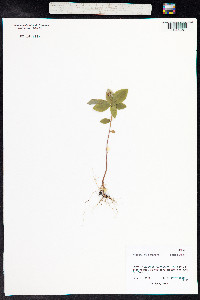 Trientalis europaea image