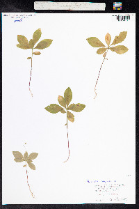 Trientalis europaea image