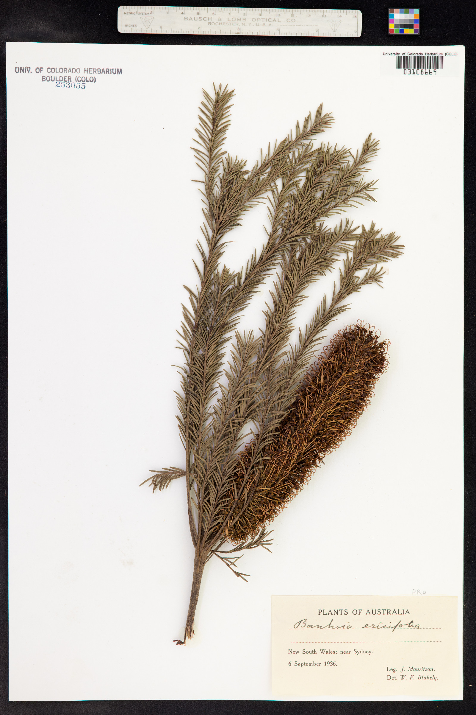Banksia ericifolia image