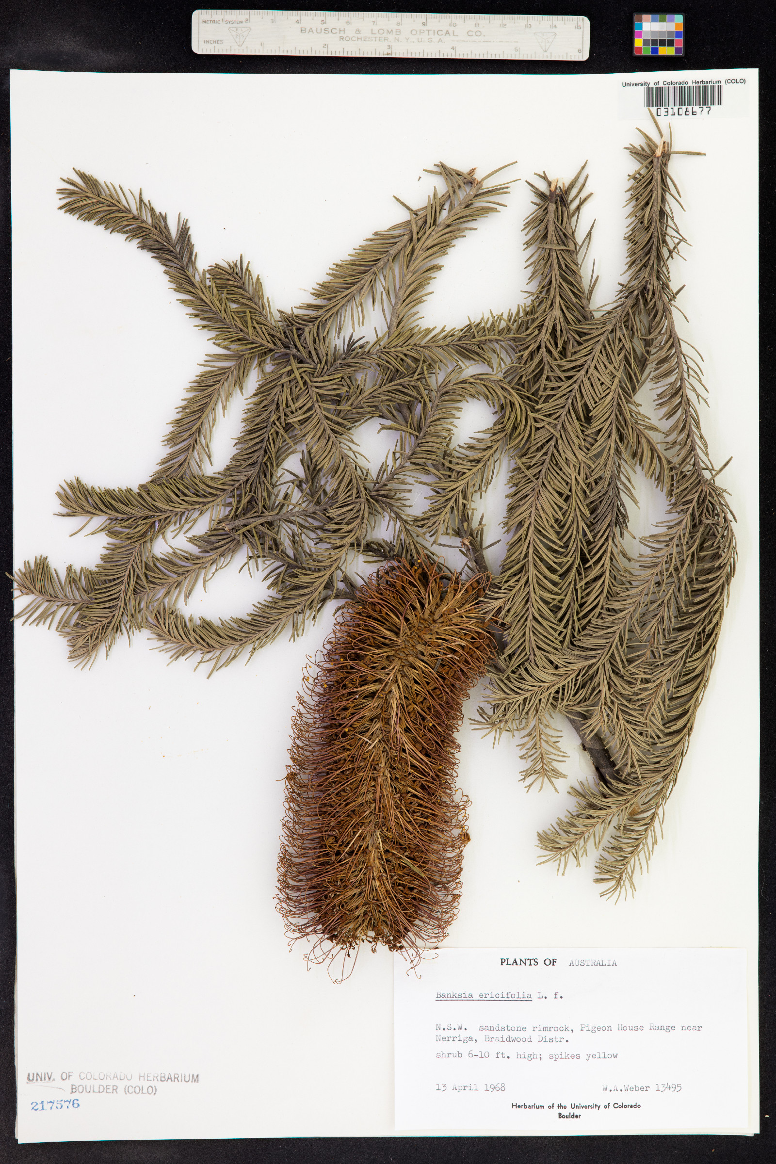 Banksia ericifolia image