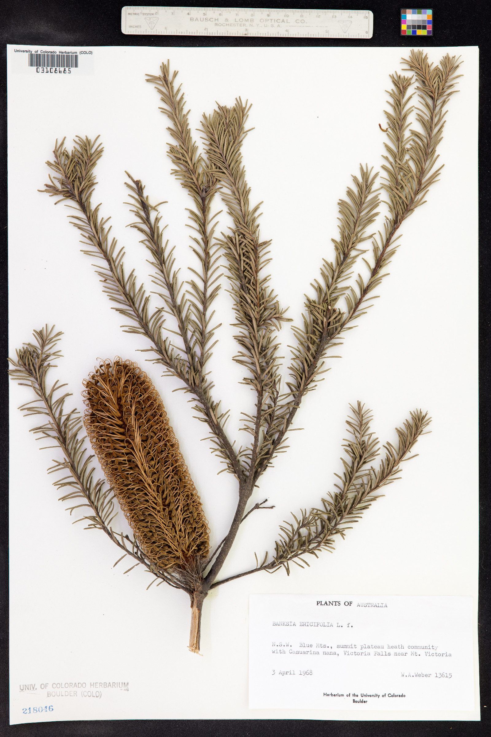 Banksia ericifolia image