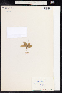 Trientalis europaea image