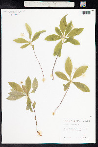 Trientalis europaea image