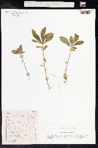 Trientalis europaea image
