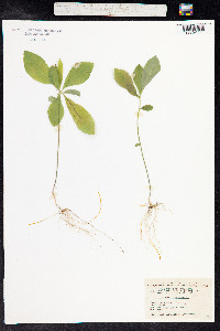 Trientalis europaea image