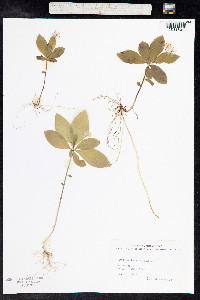 Trientalis europaea image
