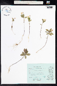 Trientalis europaea image