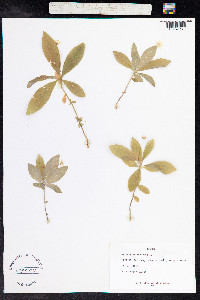 Trientalis europaea image