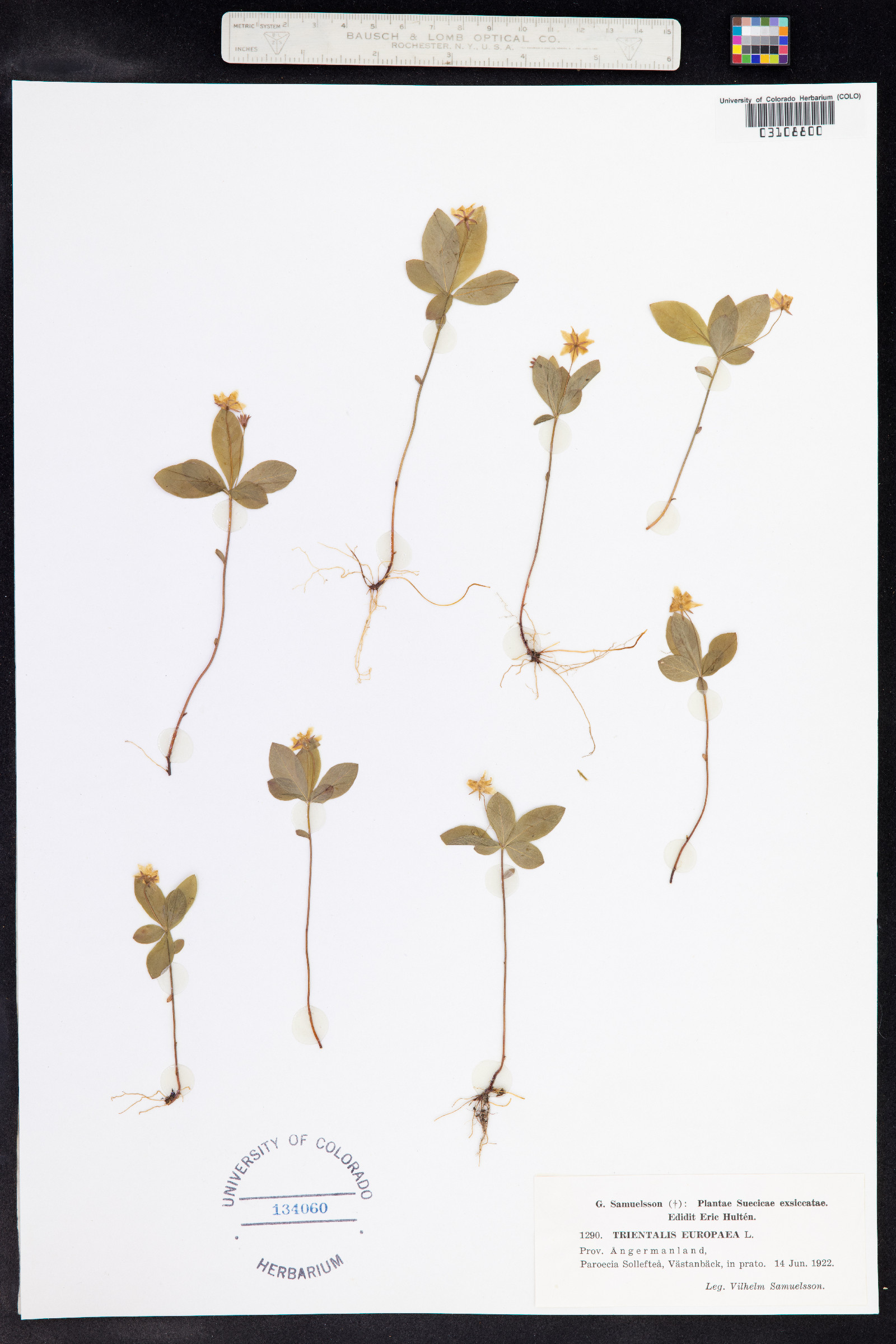 Trientalis europaea image