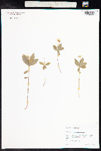 Trientalis europaea image