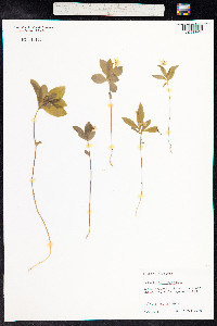 Trientalis europaea image