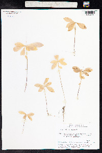 Trientalis europaea image