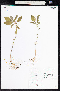 Trientalis europaea image