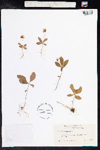 Trientalis europaea image