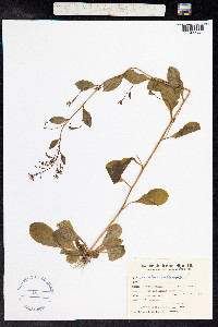 Samolus valerandi image