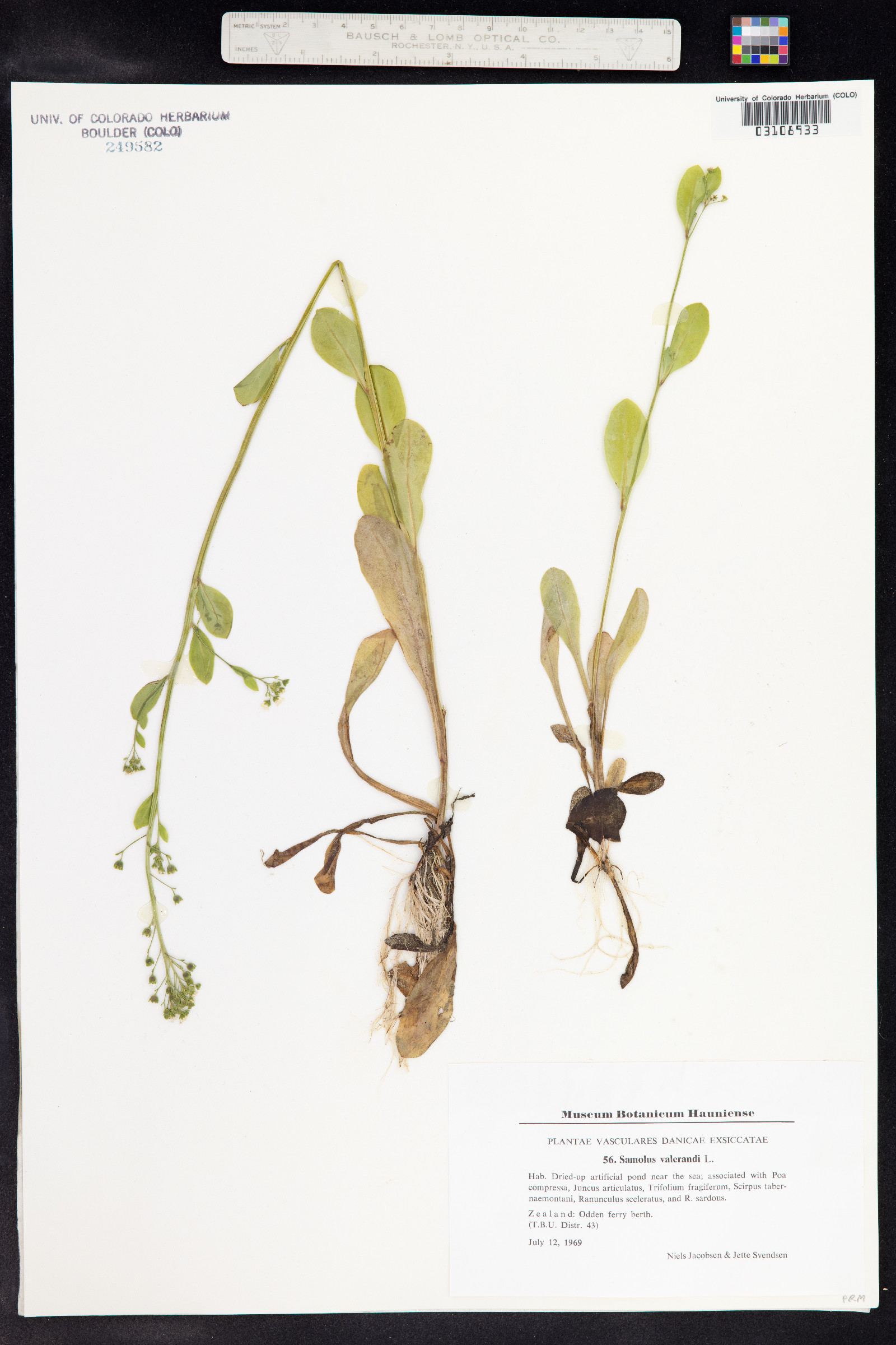 Samolus valerandi image