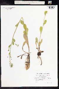 Samolus valerandi image