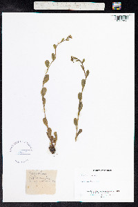 Samolus valerandi image