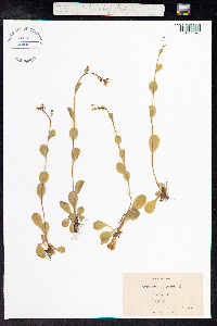 Samolus valerandi image