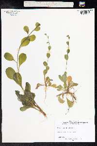 Samolus valerandi image