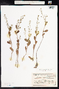 Samolus valerandi image