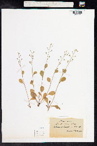 Samolus valerandi image