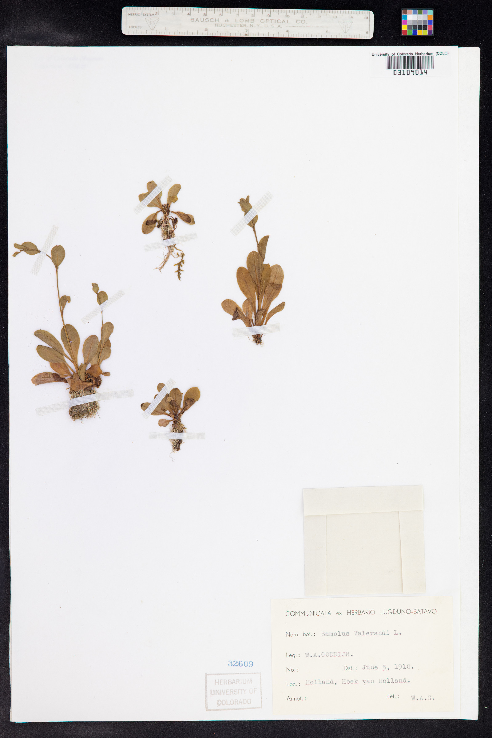 Samolus valerandi image