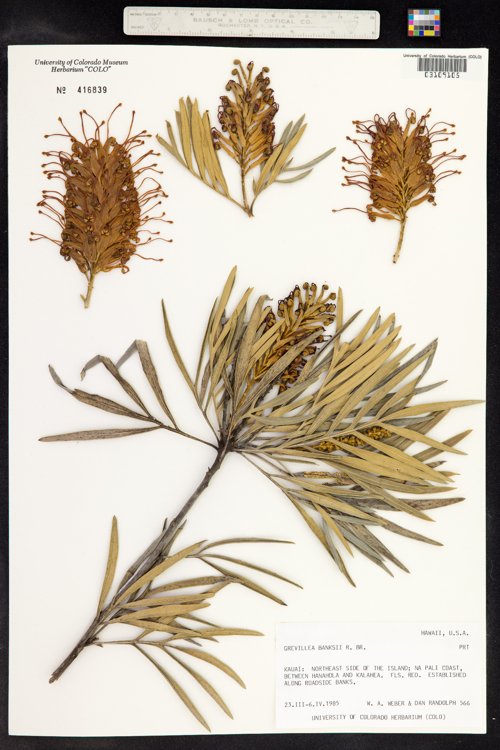 Grevillea banksii image