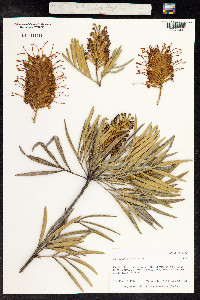 Image of Grevillea banksii