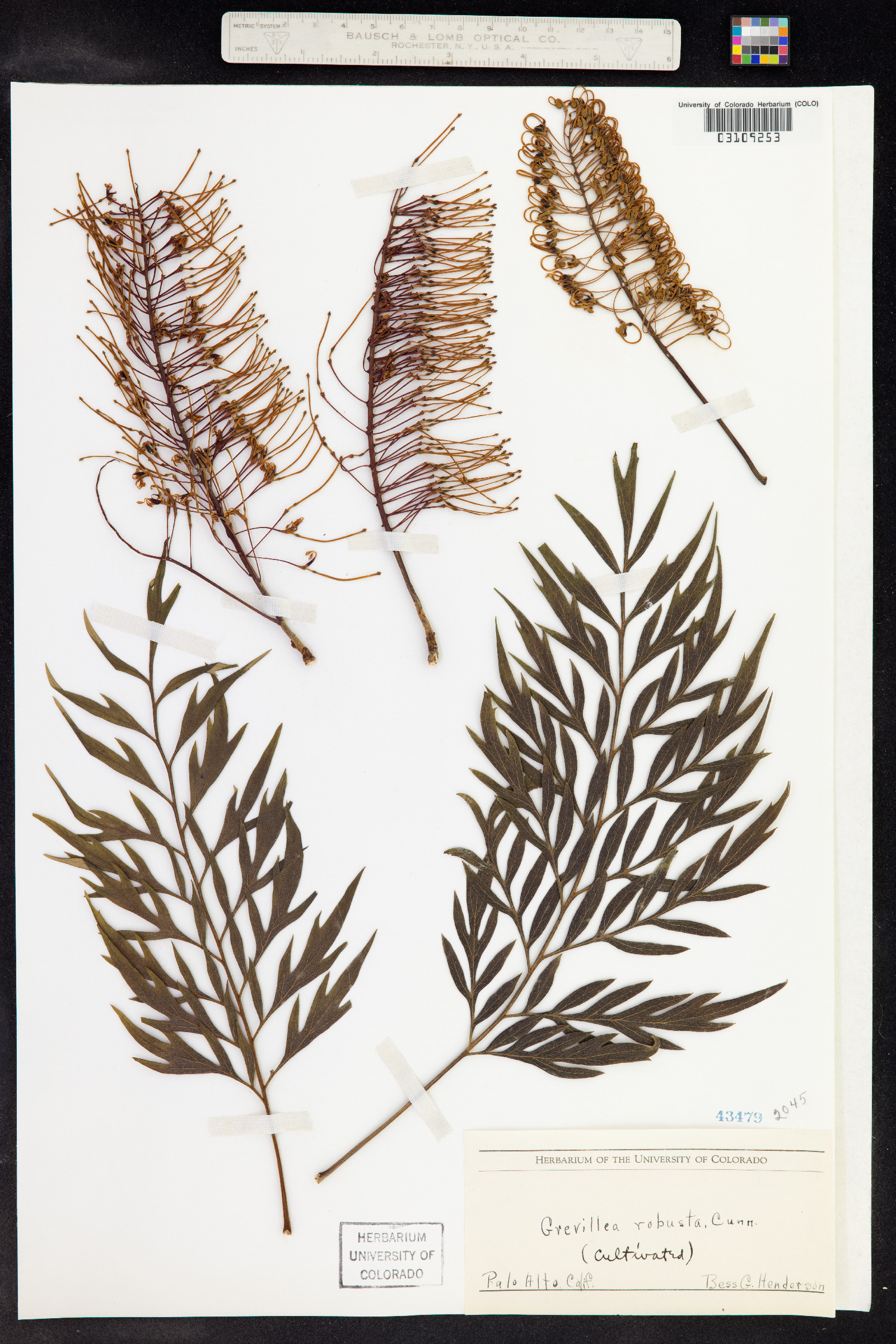 Grevillea robusta image