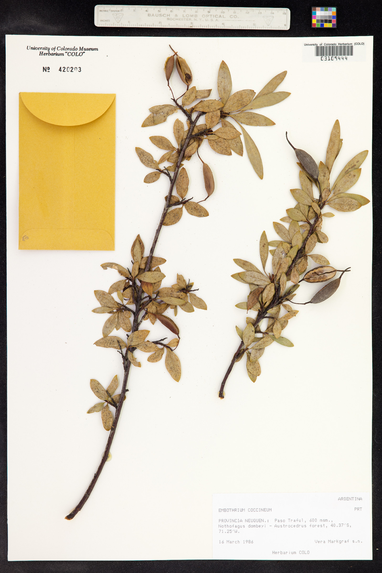 Embothrium coccineum image