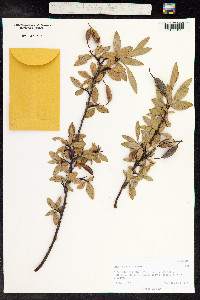 Image of Embothrium coccineum