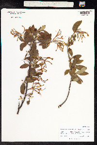 Embothrium coccineum image