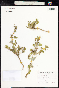 Boerhavia diffusa image