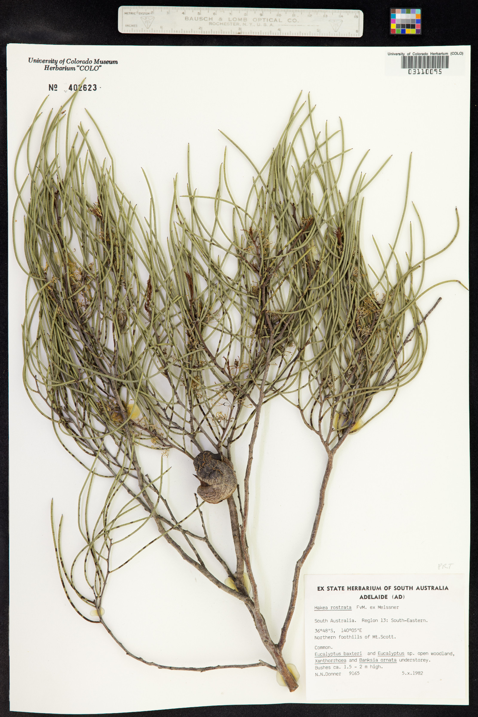 Hakea rostrata image