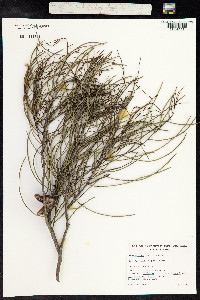 Hakea rostrata image