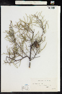 Image of Hakea rostrata