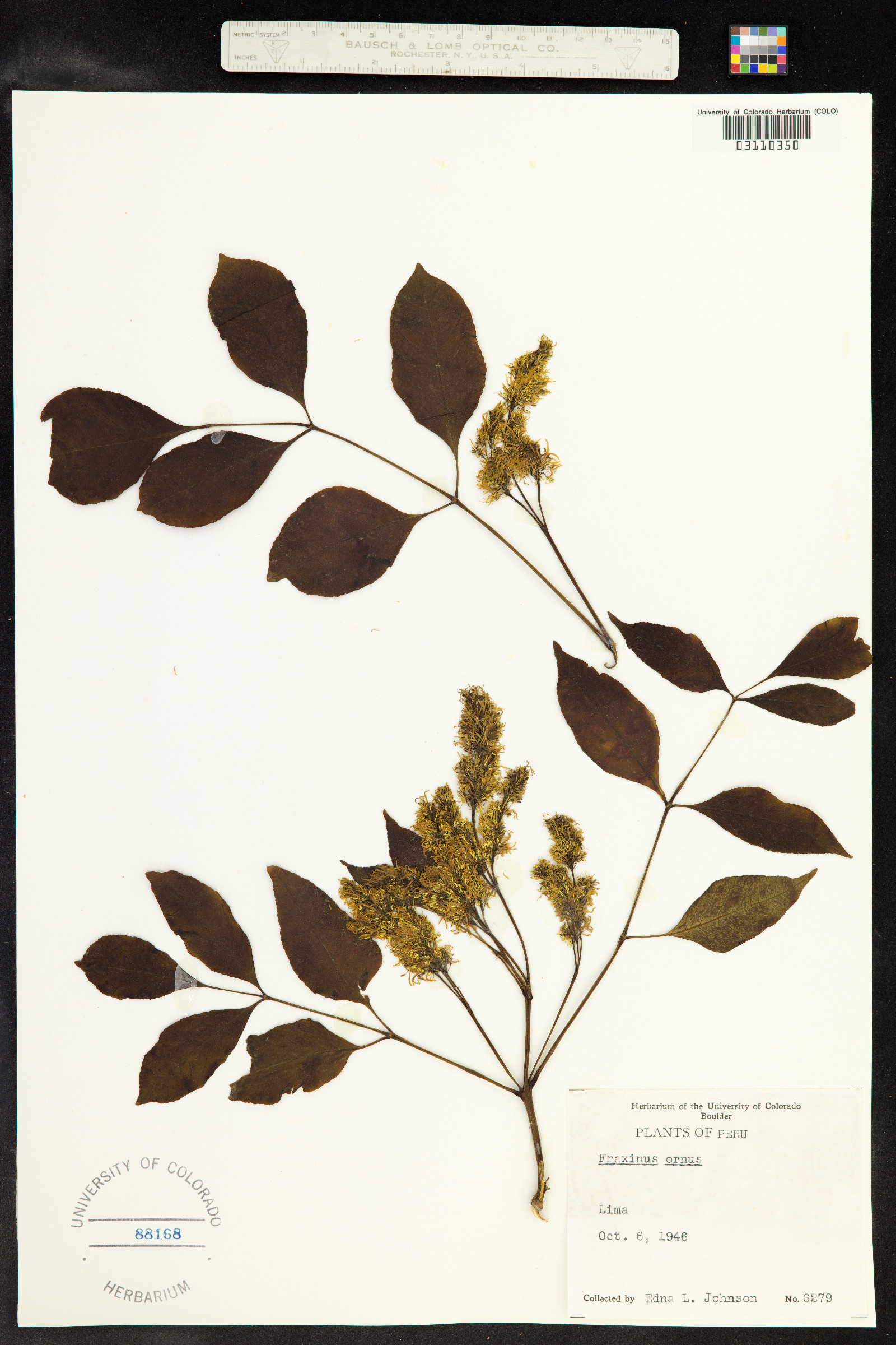 Fraxinus ornus image