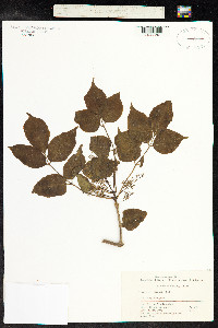 Image of Fraxinus chinensis