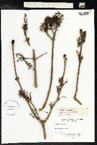 Fraxinus excelsior image