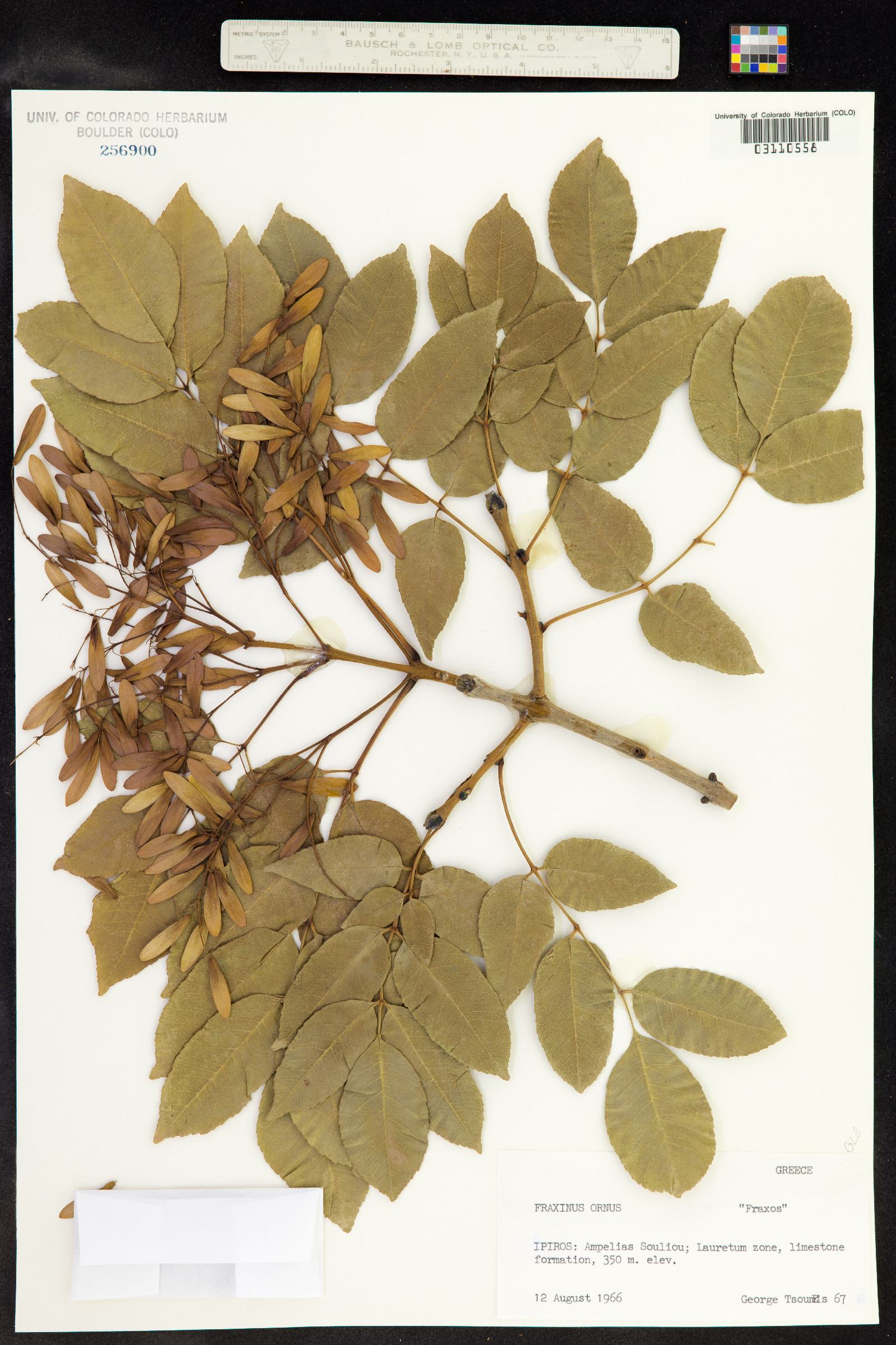 Fraxinus ornus image