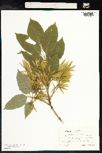 Image of Fraxinus ornus