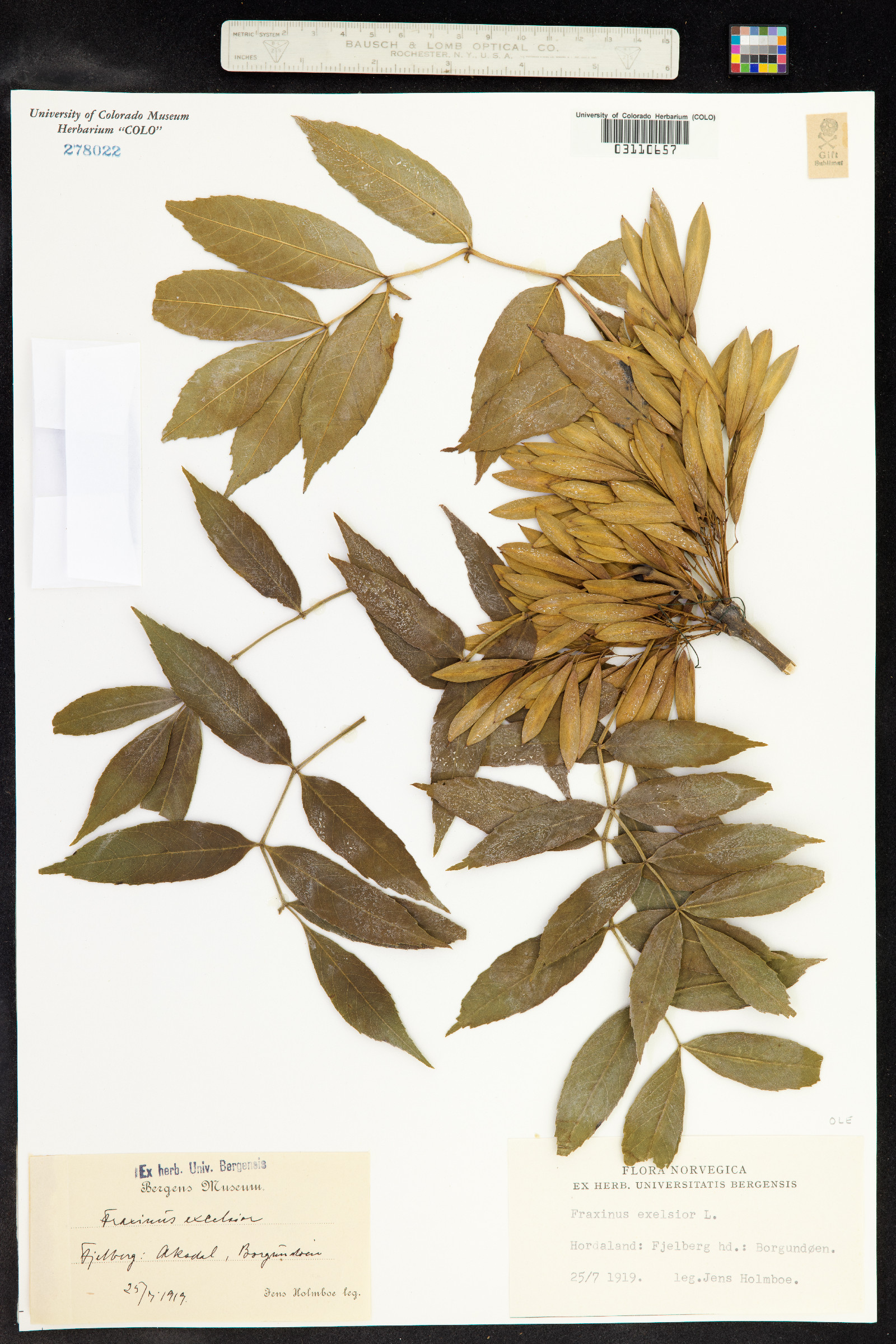 Fraxinus excelsior image
