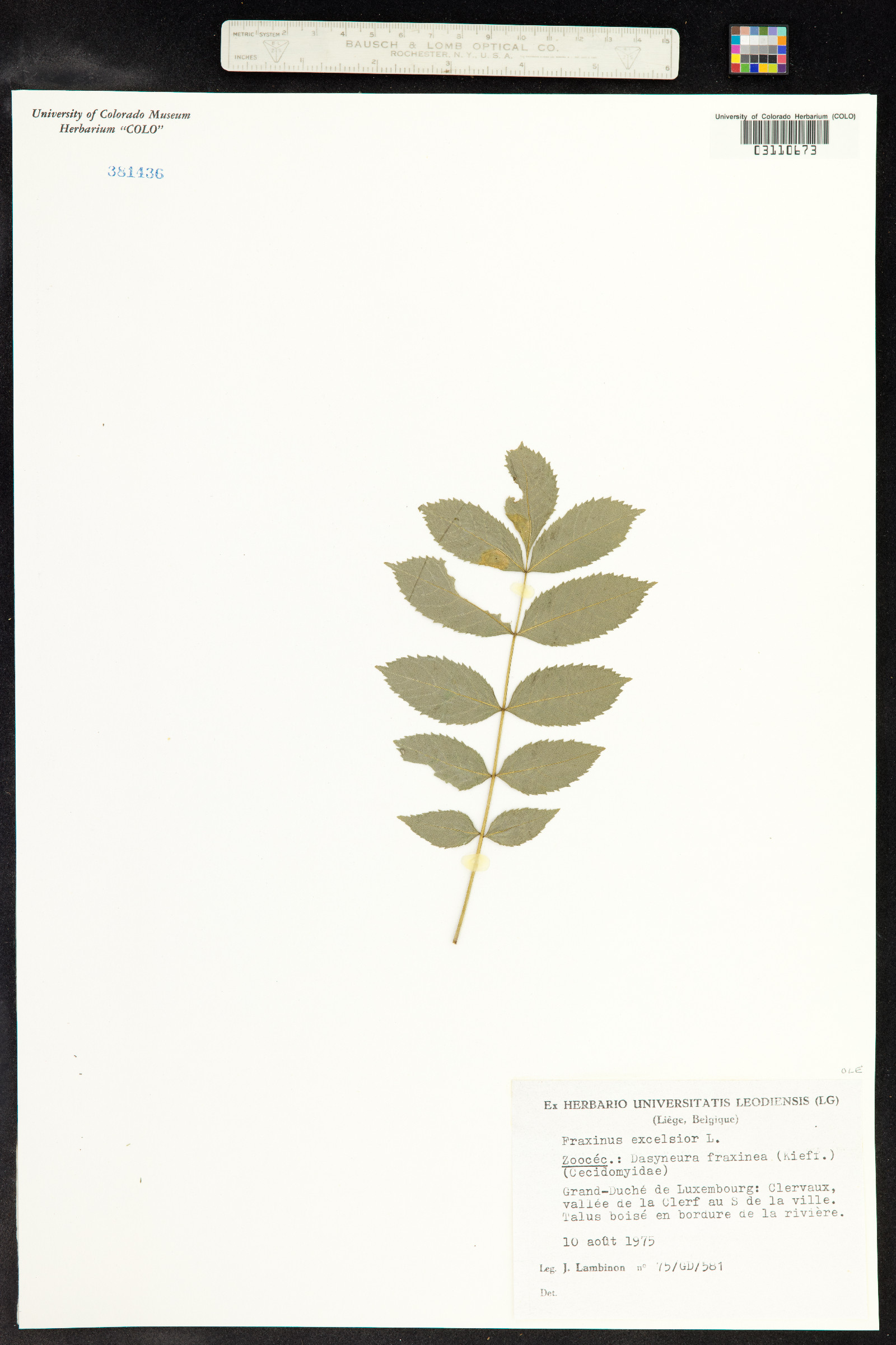 Fraxinus image