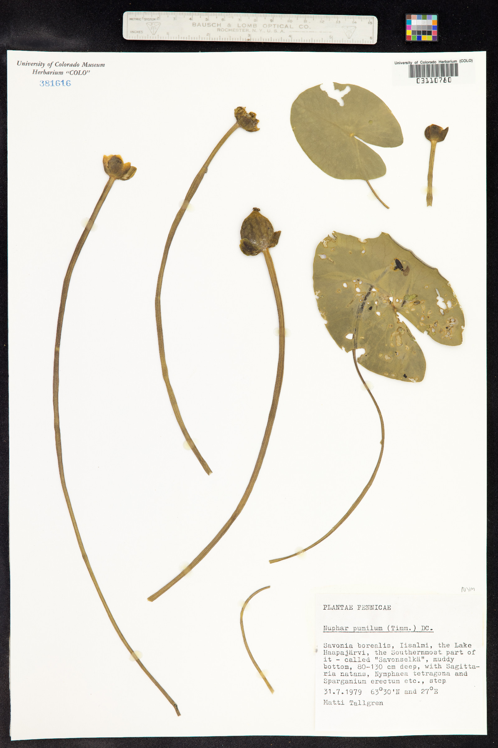 Nuphar microphylla image