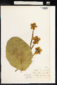 Nuphar lutea image