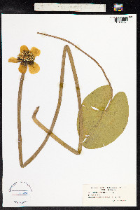 Nuphar lutea image