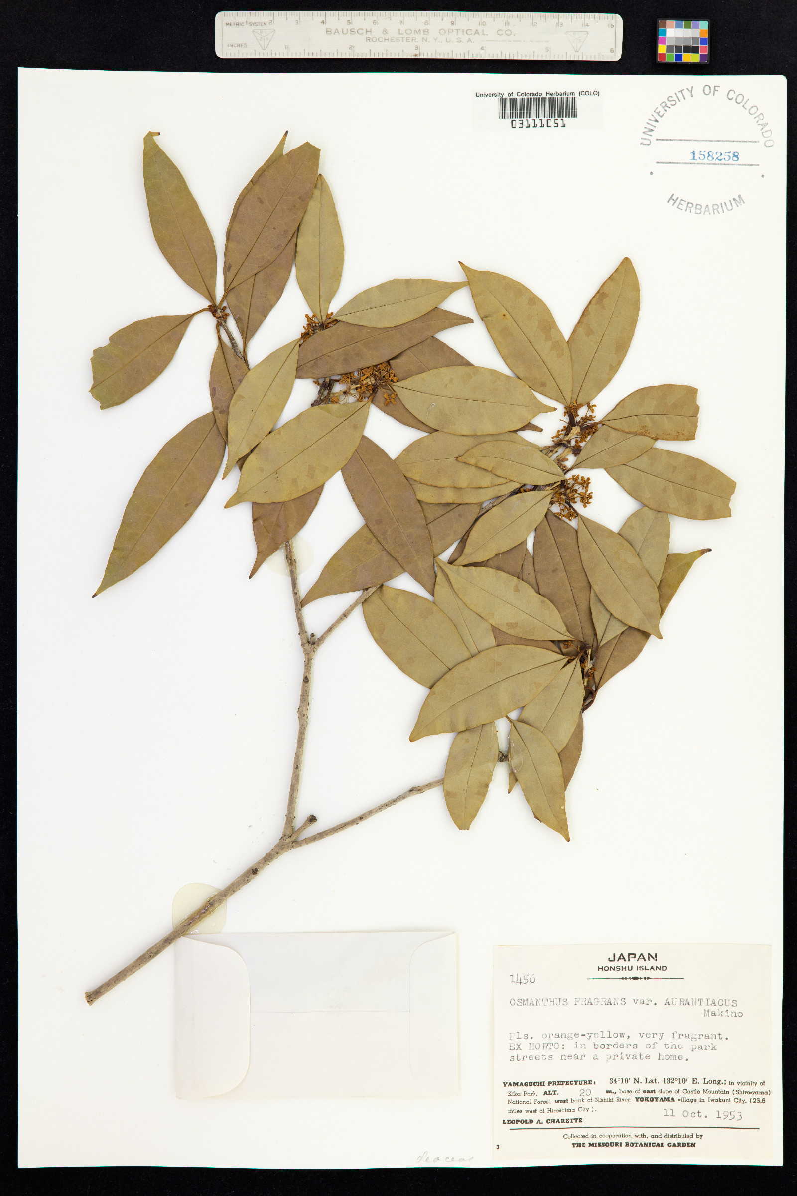 Osmanthus fragrans image