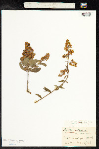 Ligustrum vulgare image