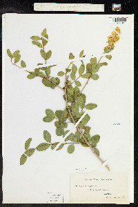 Ligustrum vulgare image